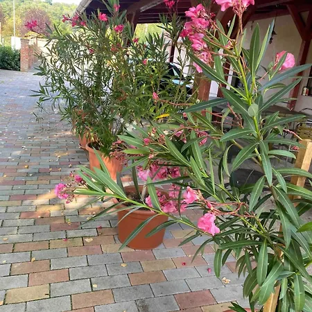 Apartment Magnolia