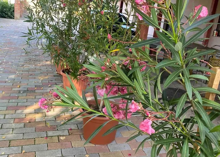 Apartment Magnolia